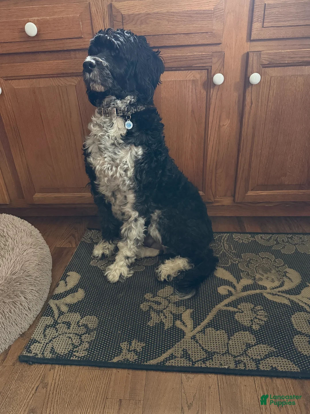 Mixed Breed dogs for sale: Diamont - Ad 5