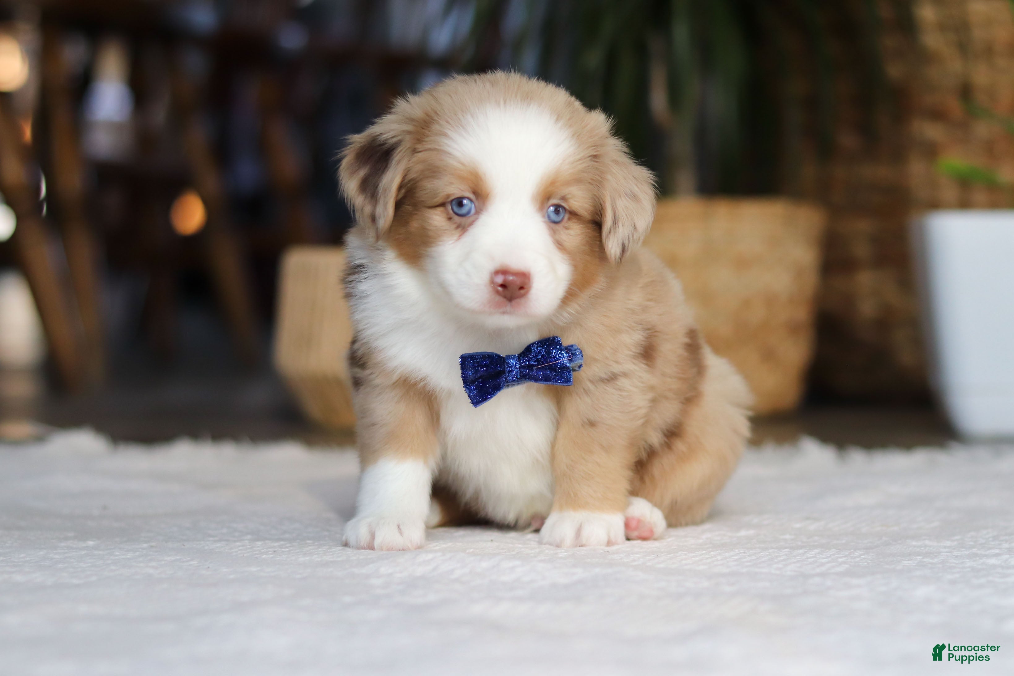 Australian Shepherd dogs Tango - Ad 2