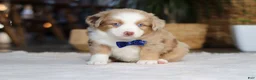 Australian Shepherd dogs for sale: Tango - Ad 2