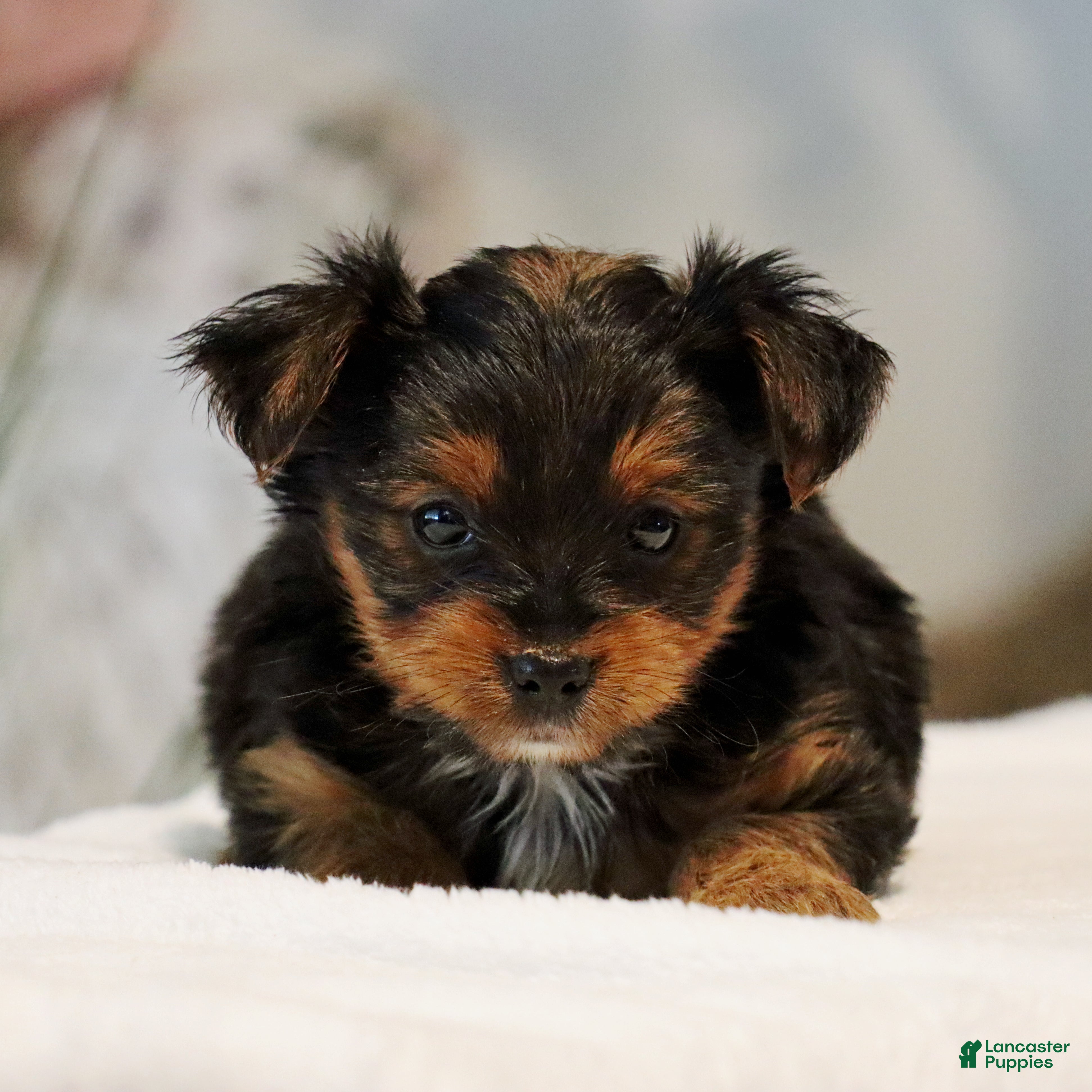 Yorkshire Terrier dogs for sale: Ty - Ad 1