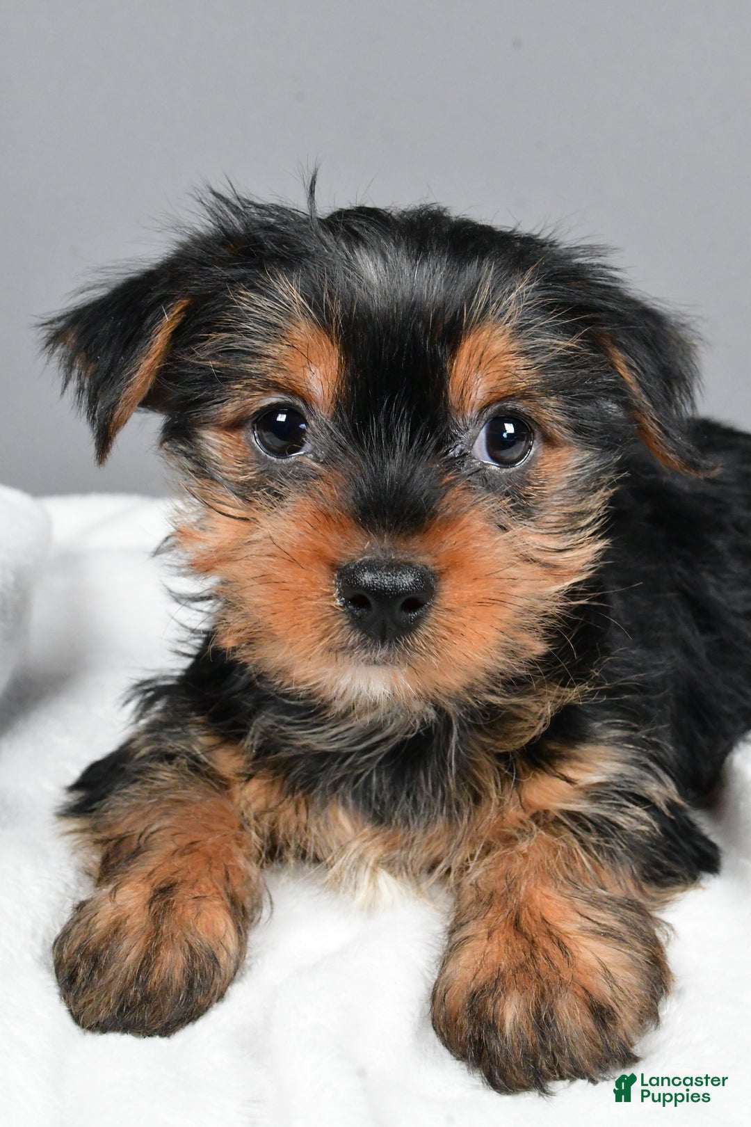 Yorkshire Terrier dogs for sale: Mia - Ad 3