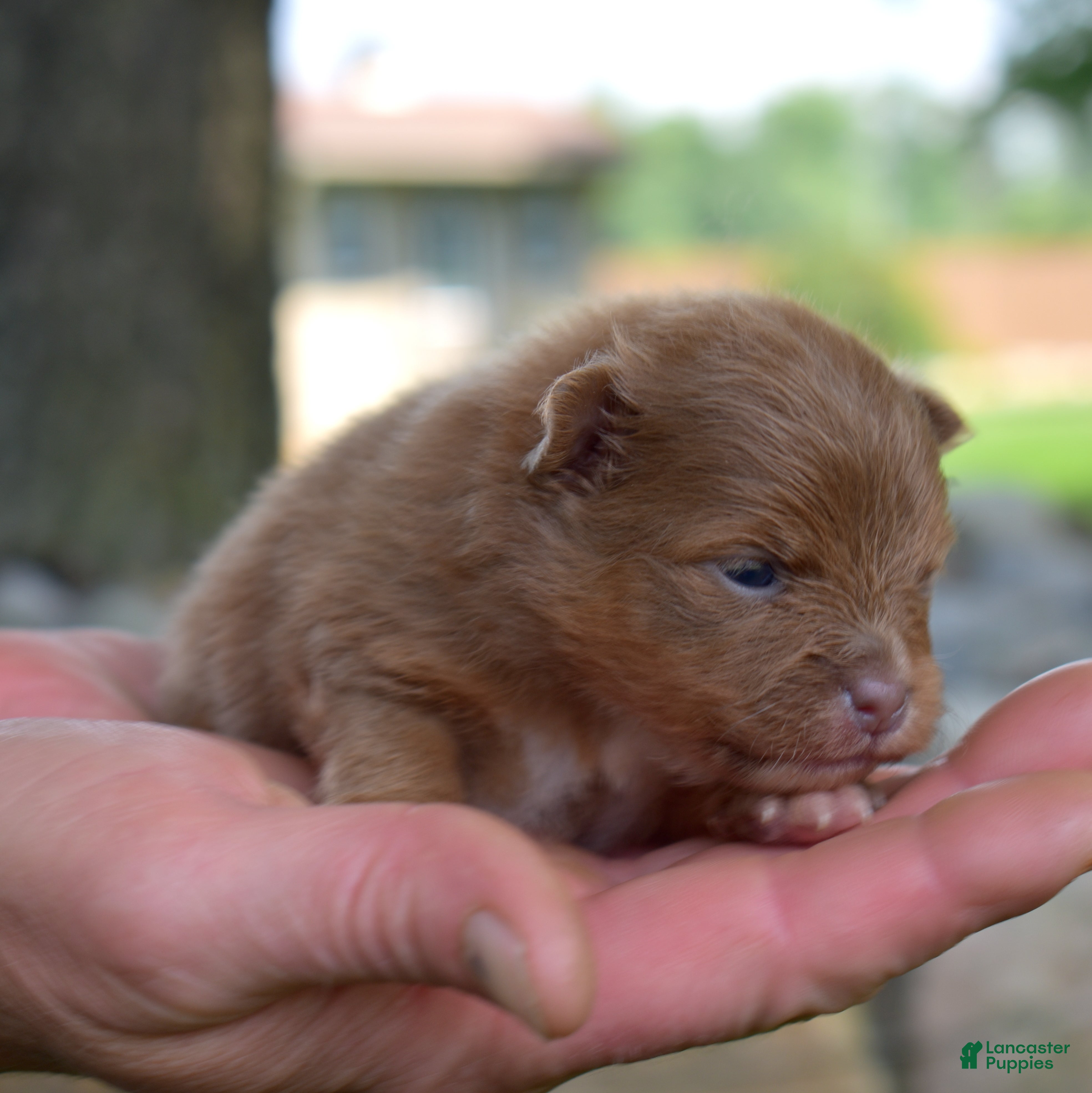 Pomeranian dogs Rosemary - Ad 1