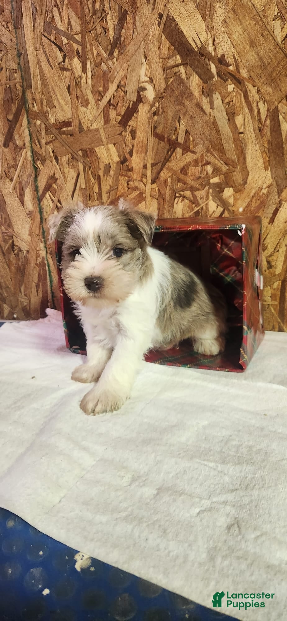 Miniature Schnauzer dogs Tanner - Ad 2