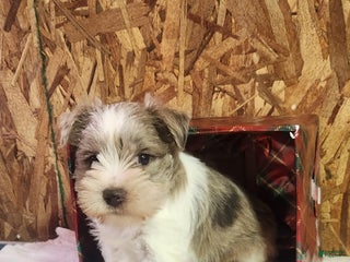 Miniature Schnauzer dogs Tanner - Ad 2