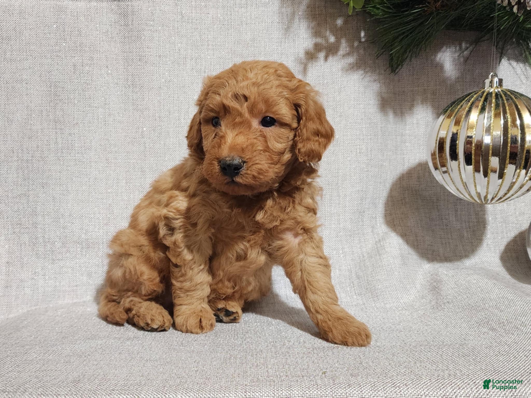 Mini Goldendoodle dogs Houston - Ad 23