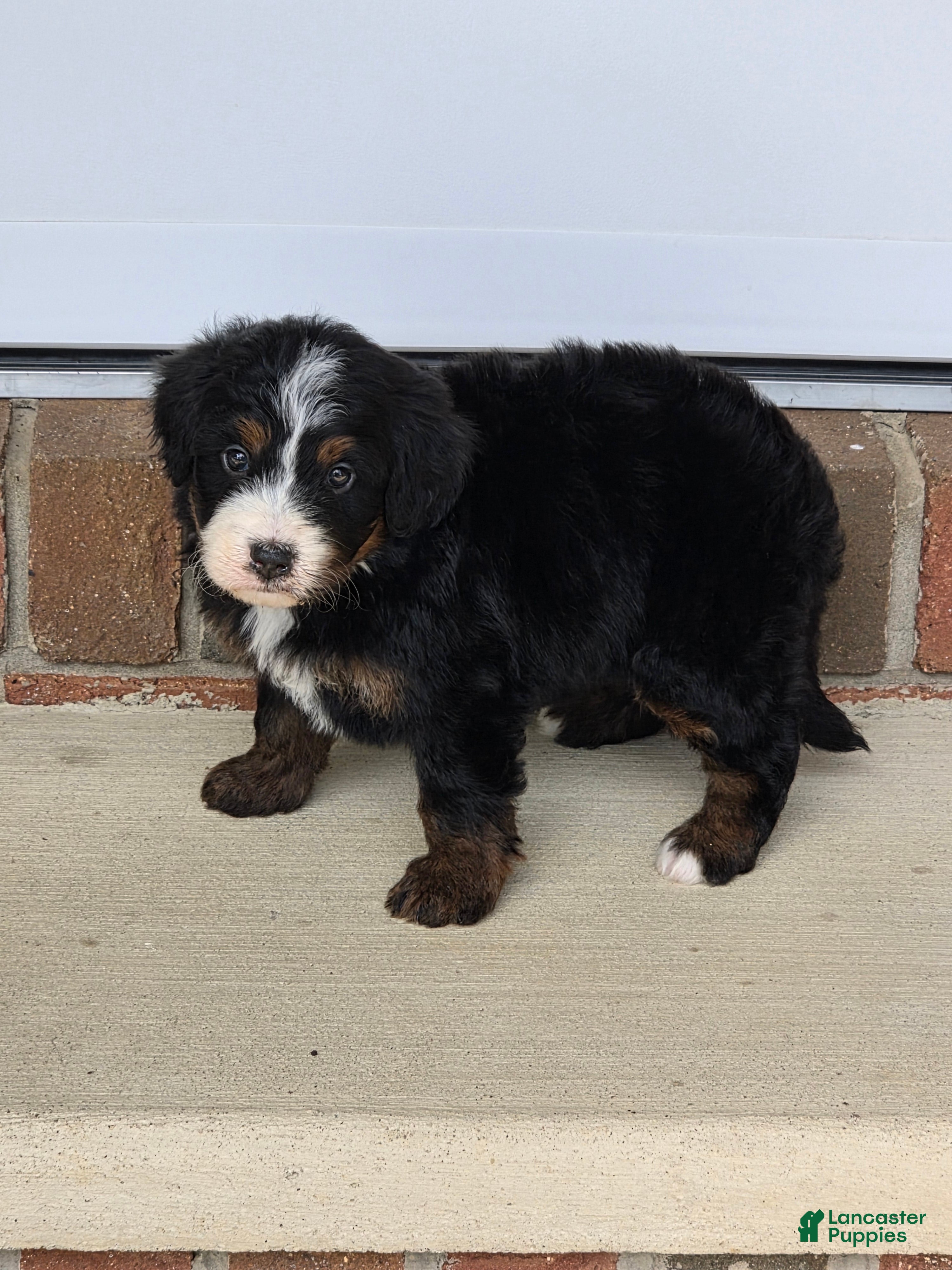 Bernedoodle dogs Harper - Ad 1