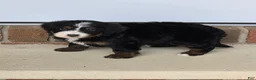Bernedoodle dogs for sale: Harper - Ad 1