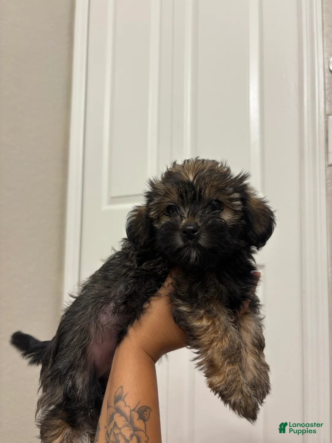 Yorkiepoo dogs for sale: Daisy  - Ad 3