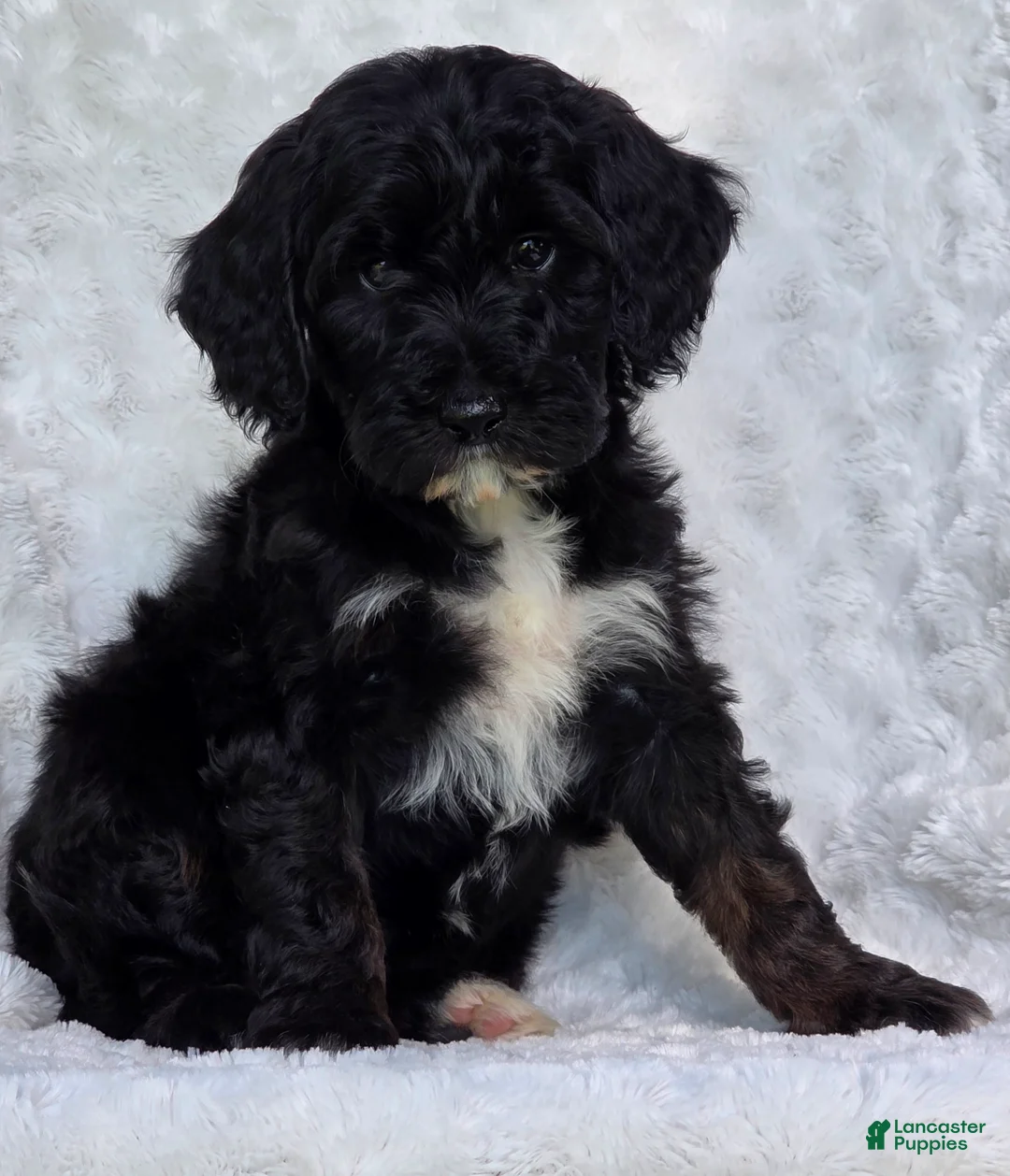 Mini Goldendoodle dogs for sale: Bailey - Ad 6
