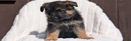 German Shepherd dogs for sale: Zoey - Ad 10