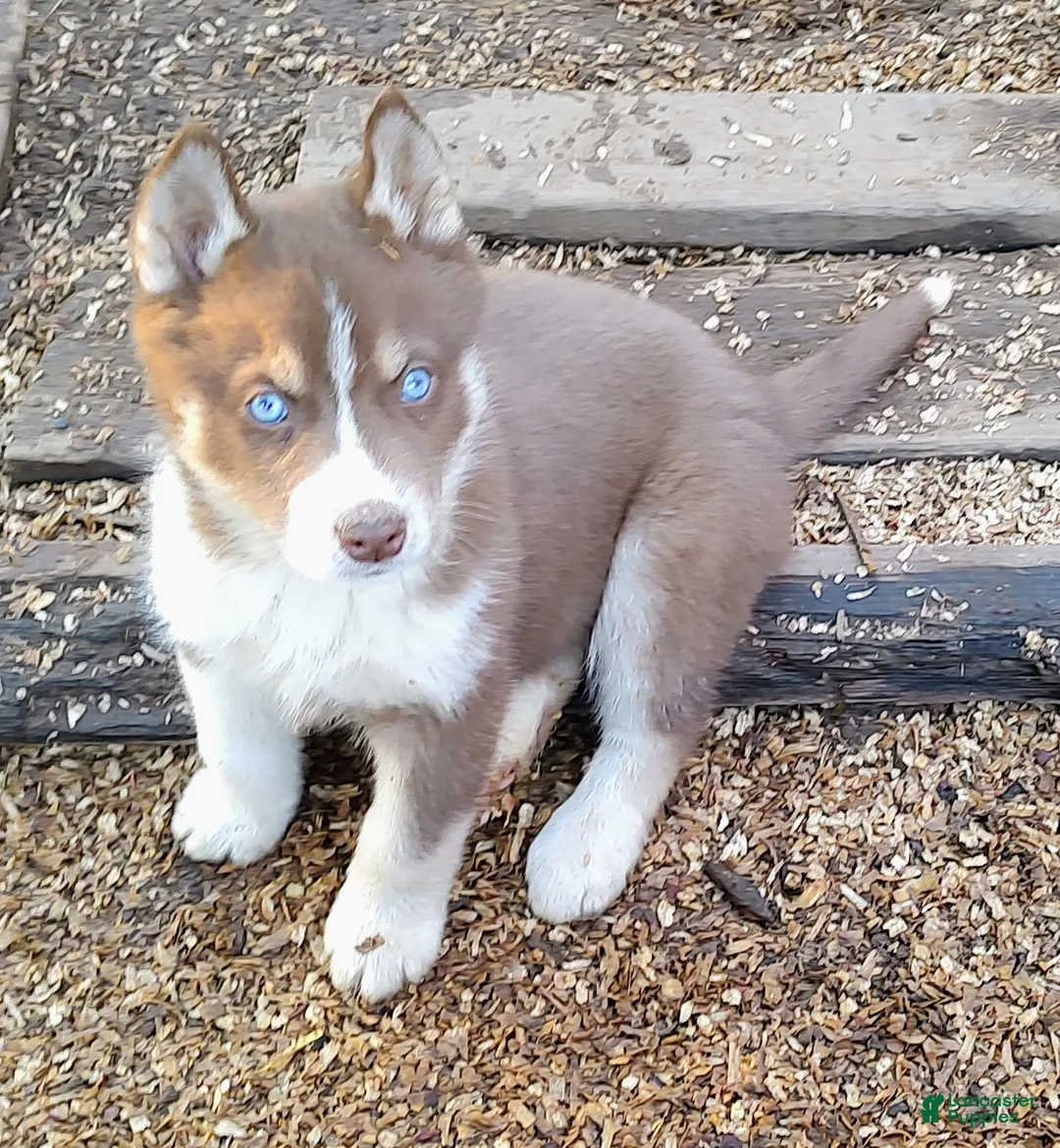 Siberian Husky dogs for sale: Siberian Husky Puppy 1 - Ad 1