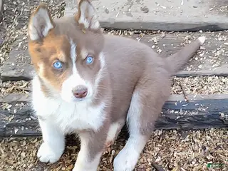 Siberian Husky dogs Siberian Husky Puppy 1 - Ad 42