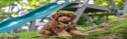 Mini Aussiedoodle dogs for sale: Tucker - Ad 3