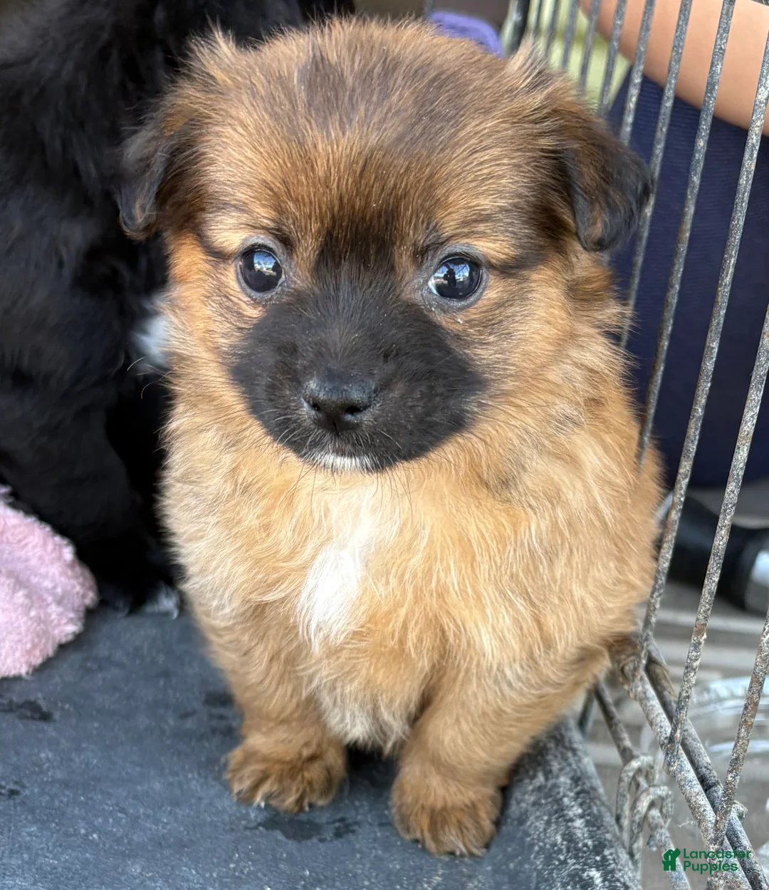 Mixed Breed dogs for sale: Mixed Breed Puppy 1 - Ad 3