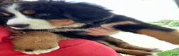 Bernese Mountain Dog dogs for sale: Pink Collar- Sassy - Ad 4