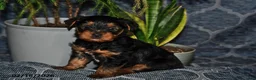 Yorkshire Terrier dogs for sale: Dakota - Ad 1