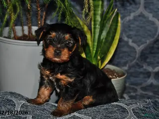 Yorkshire Terrier dogs for sale: Dakota - Ad 1