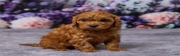 Cavapoo dogs for sale: Chewy - Ad 3