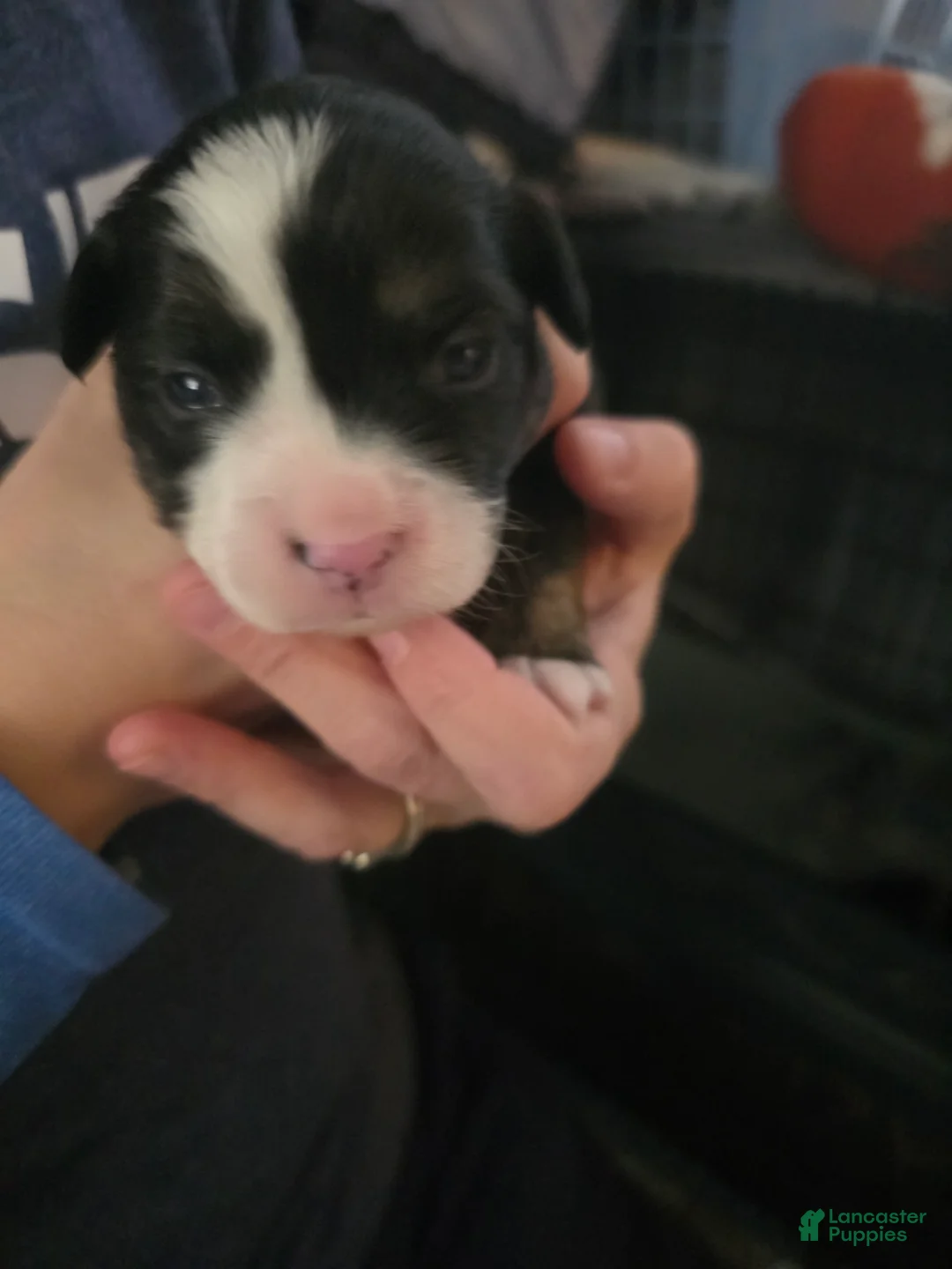 Mixed Breed dogs for sale: Purple *Updated 2/10 - Ad 2