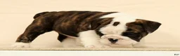 English Bulldog dogs for sale: Petunia - Ad 4