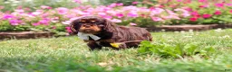 Cavalier King Charles Spaniel dogs for sale: Enzo - Ad 6