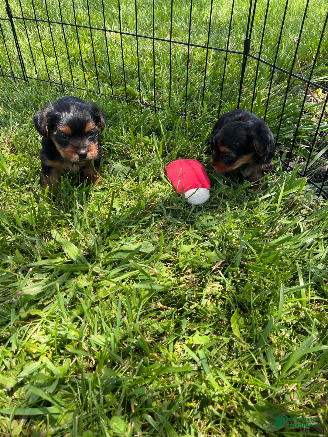 Yorkshire Terrier dogs for sale: Tucker - Ad 2