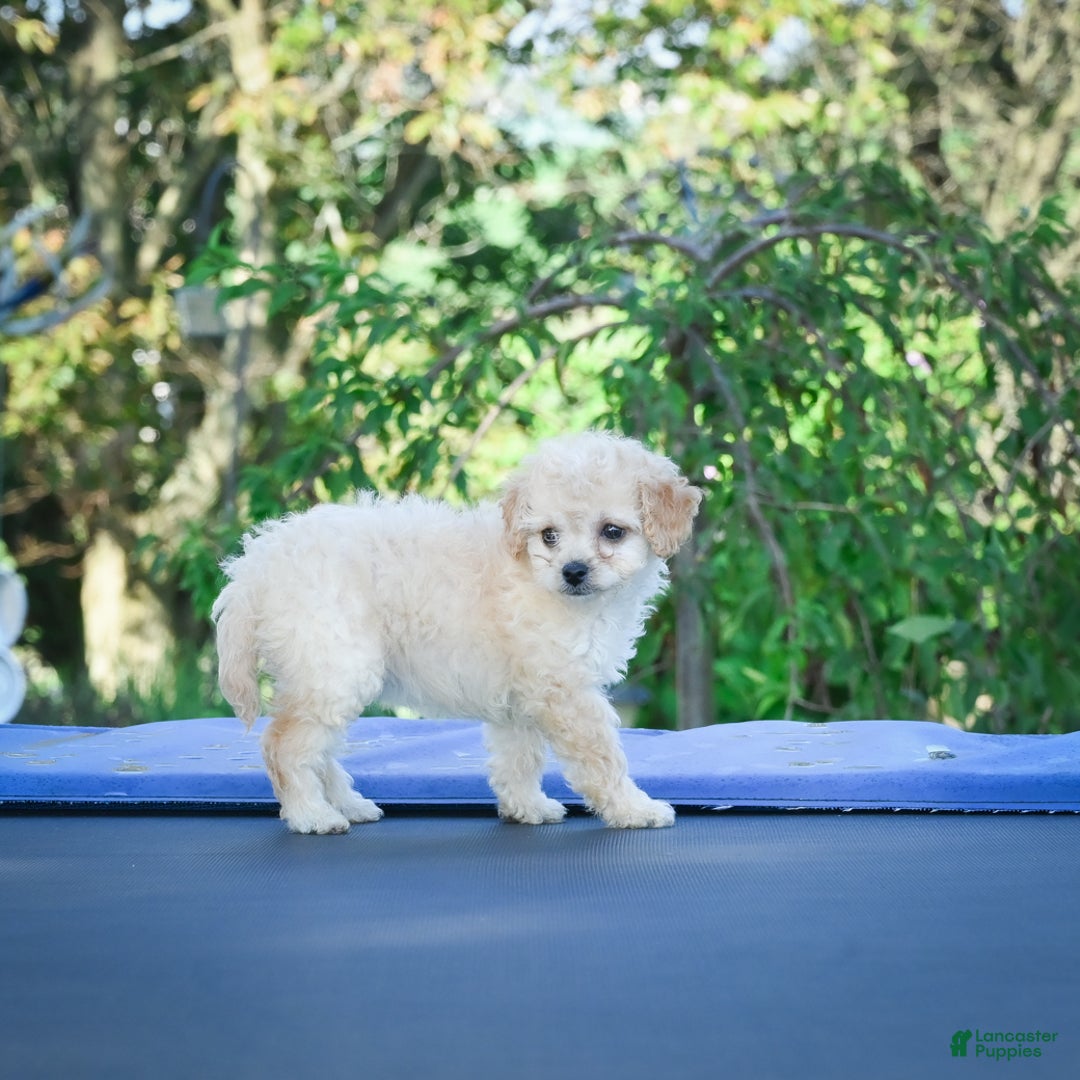 Cavapoo dogs for sale: Callie - Ad 7