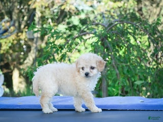 Cavapoo dogs Callie - Ad 32