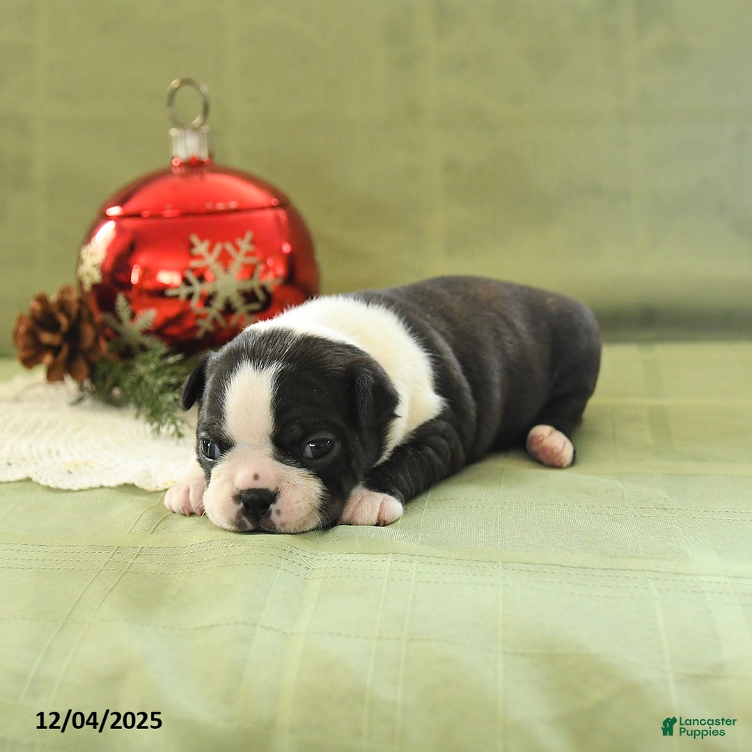 Boston Terrier dogs for sale: Mistletoe - Ad 5
