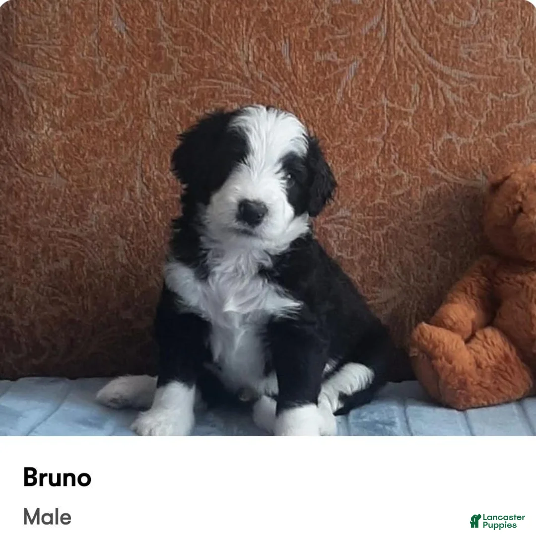Bernedoodle dogs for sale: Tina - Ad 6