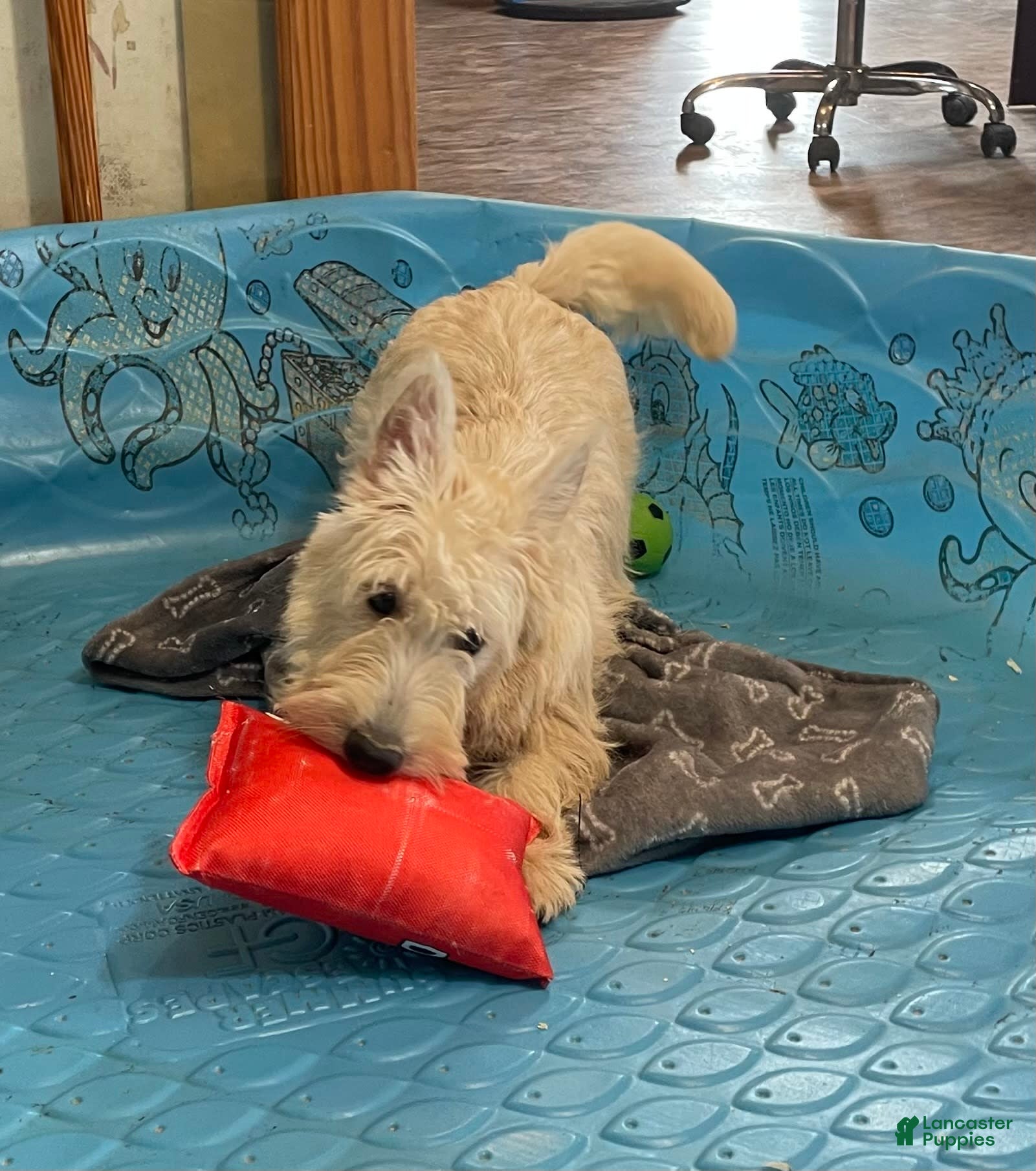 Scottish Terrier dogs Simone - Ad 3