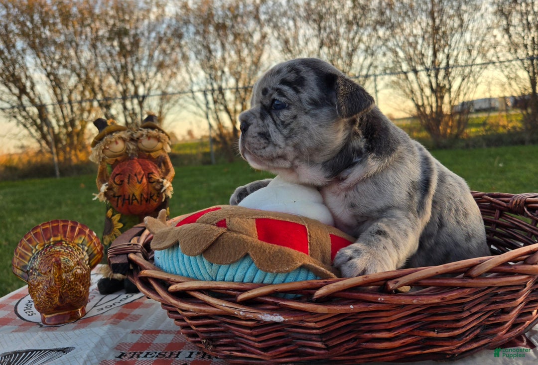 French Bulldog dogs for sale: Faith - Ad 10