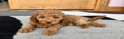 Cockapoo dogs for sale: Waylon - Ad 6