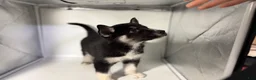 Mixed Breed dogs for sale: Tux - Ad 6