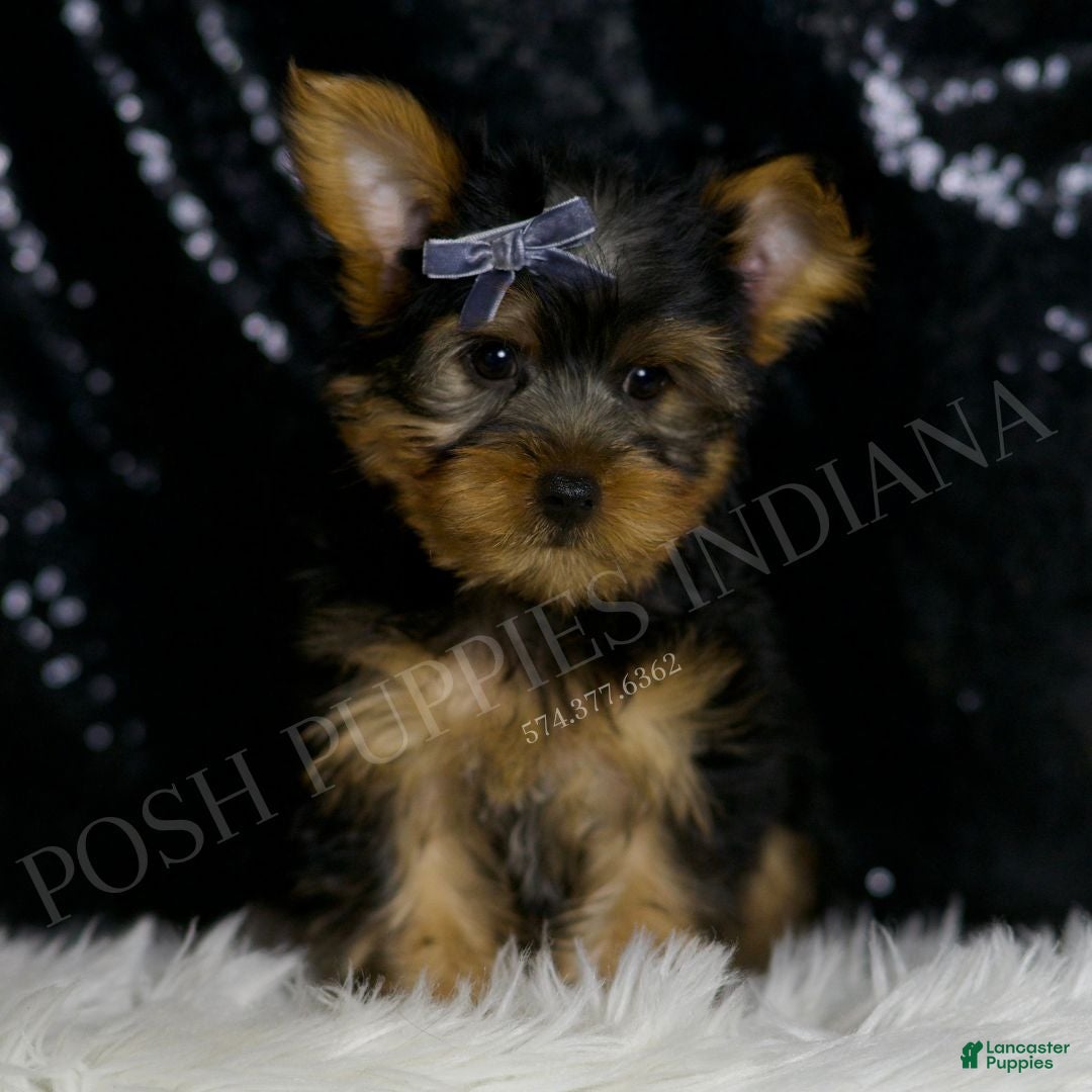Yorkshire Terrier dogs for sale: Mack - Ad 4