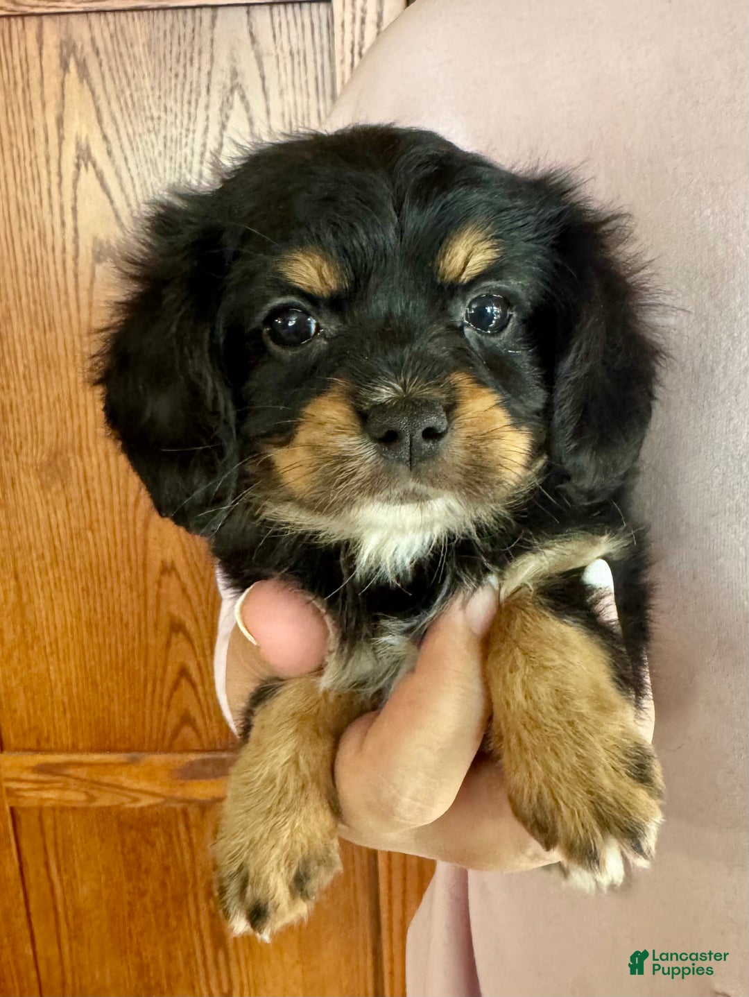 Mixed Breed dogs for sale: Cavalon Midnight - Ad 31