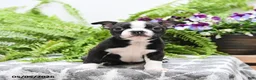 Boston Terrier dogs for sale: Wallace - Ad 5