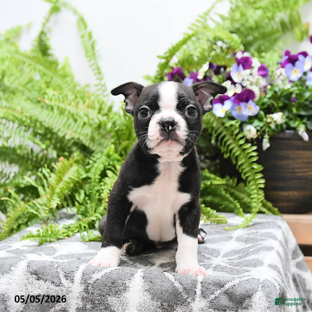 Boston Terrier dogs for sale: Wallace - Ad 5