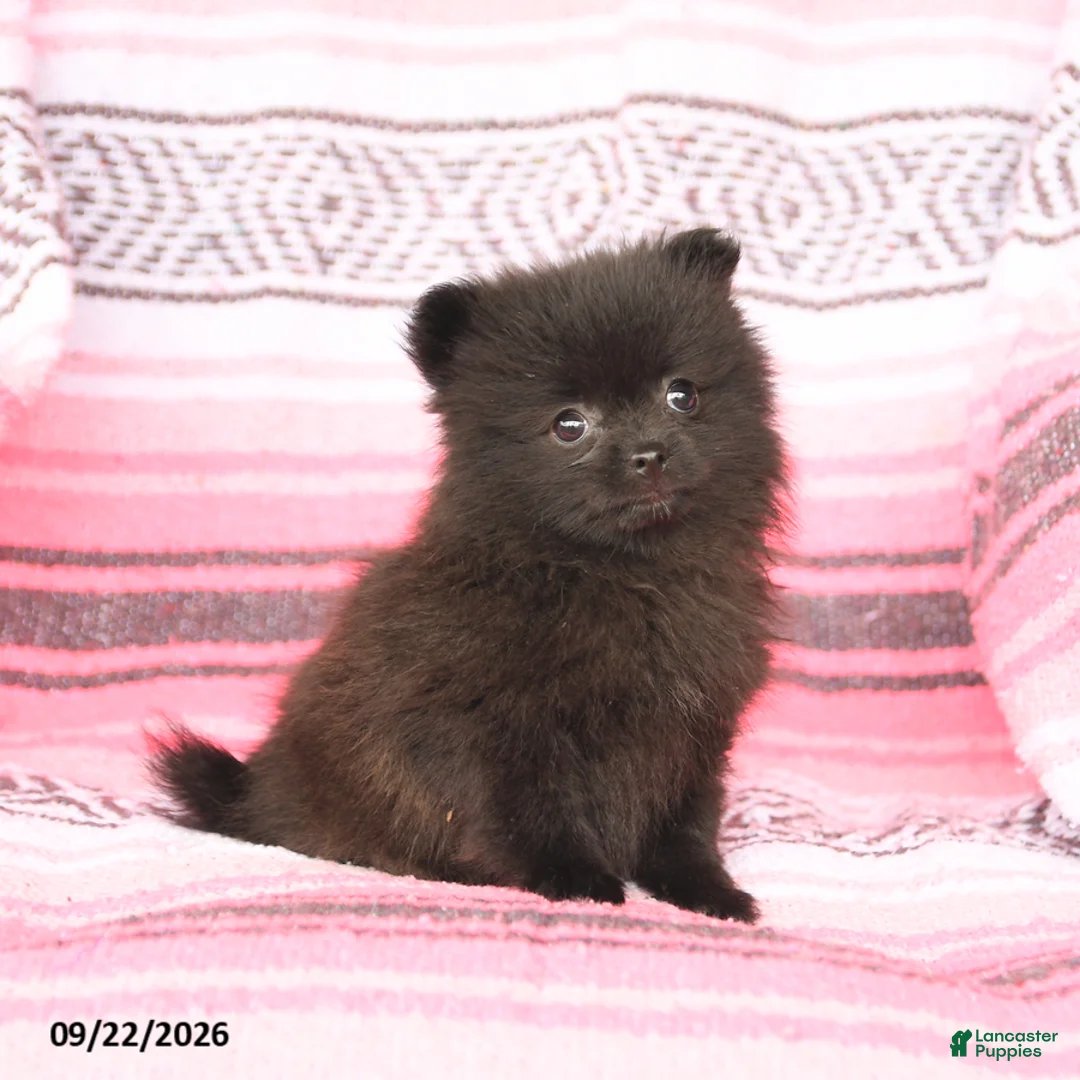 Pomeranian dogs for sale: Tiny - Ad 3