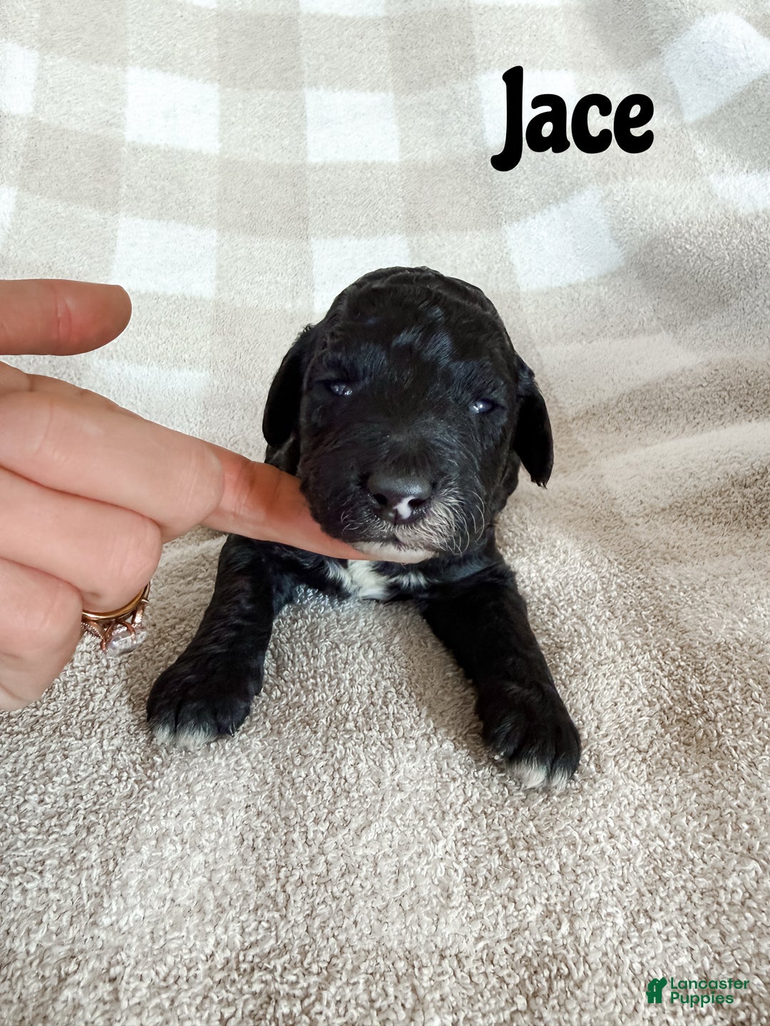 Aussiedoodle dogs for sale: Jace - Ad 1