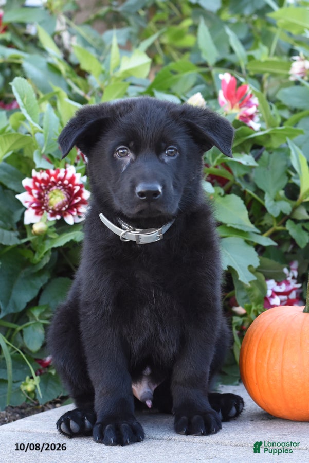 Tyson (German Shepherd, Male) in Catawissa, PA