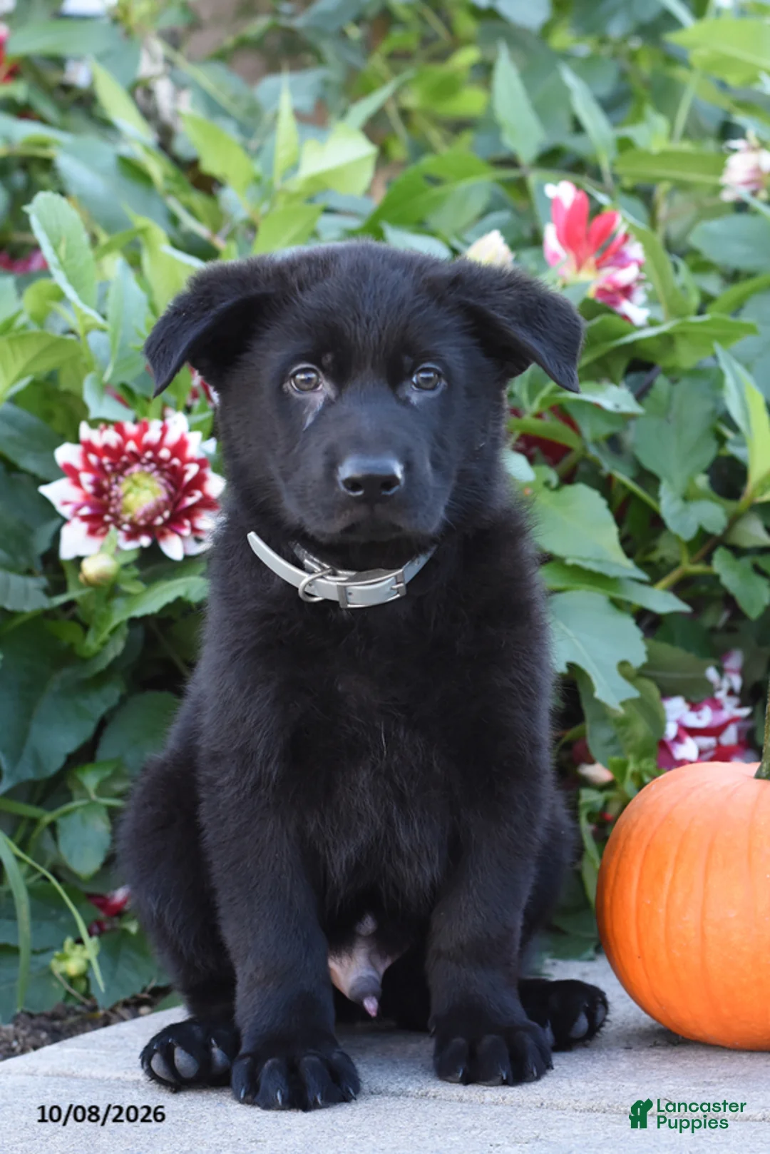 German Shepherd dogs for sale: Tyson - Ad 1