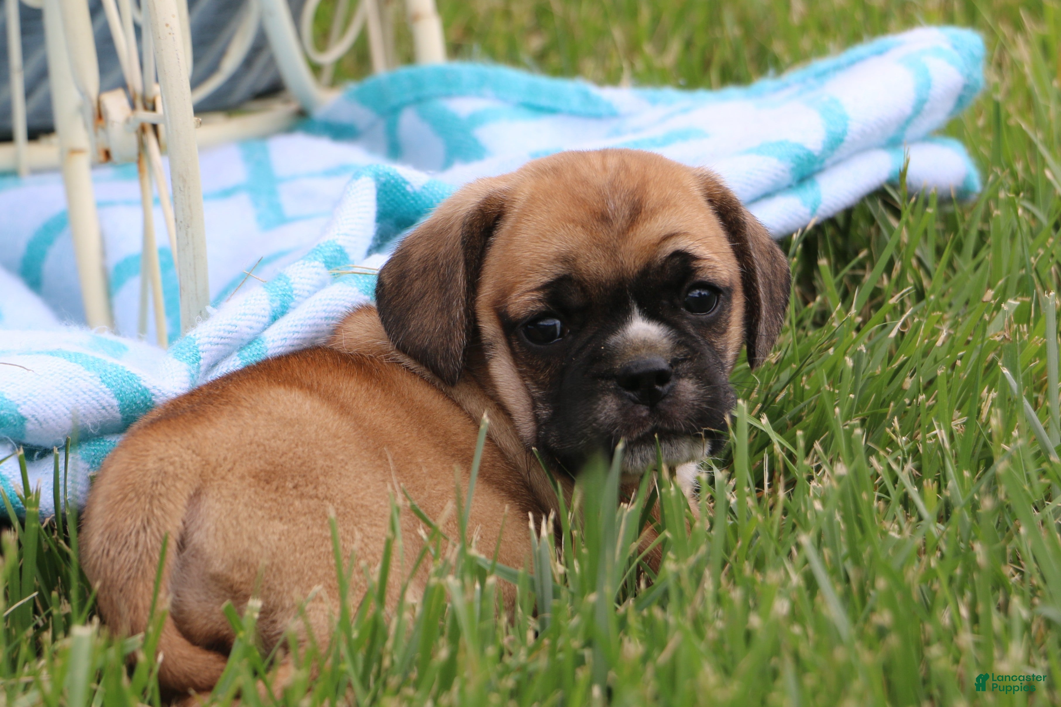 Puggle dogs for sale: Kara - Ad 2