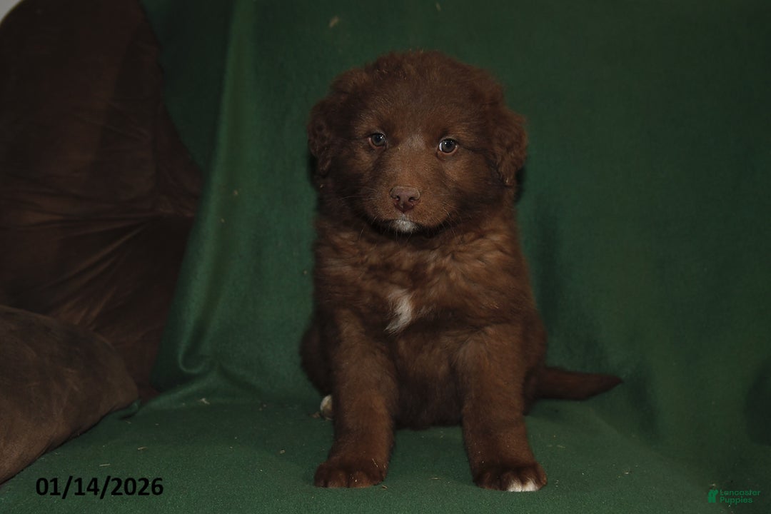 Mixed Breed dogs for sale: Chase - Ad 2