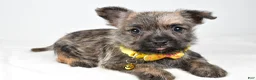 Cairn Terrier dogs for sale: Champion - Ad 7