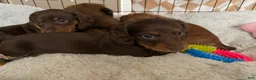 Dachshund dogs for sale: Coco - Ad 7