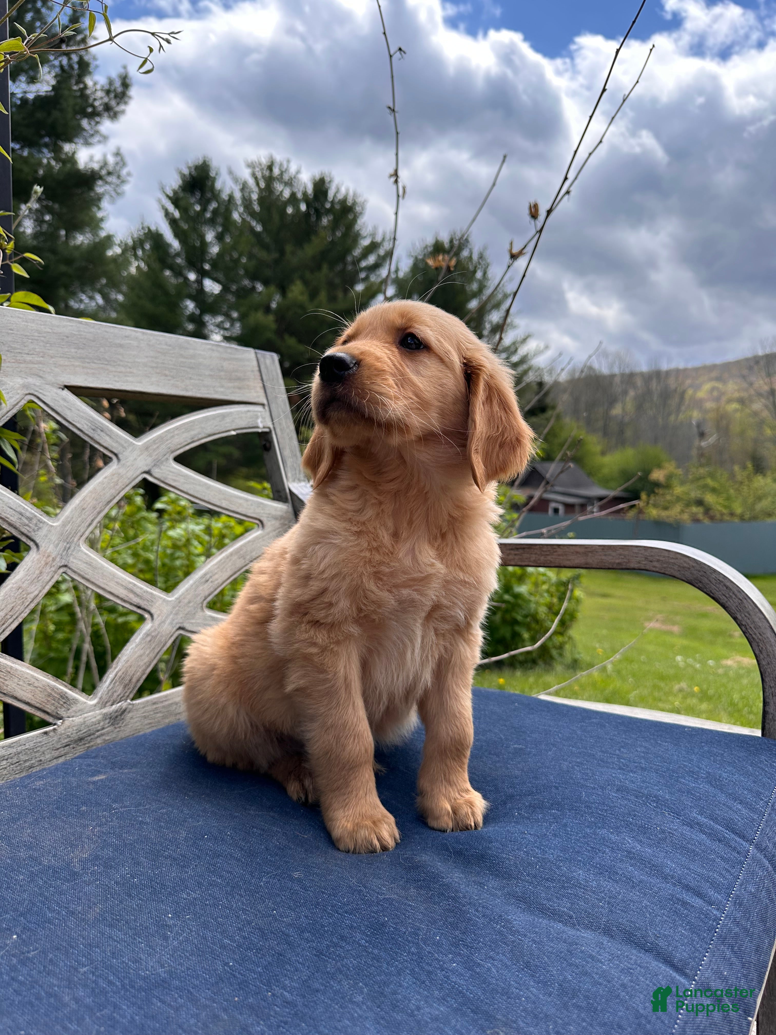 Golden Retriever dogs Charlie - Ad 2