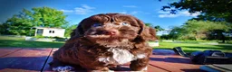 Havapoo dogs for sale: Coco - Ad 21