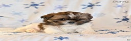 Shih Tzu dogs for sale: Danny - Ad 1