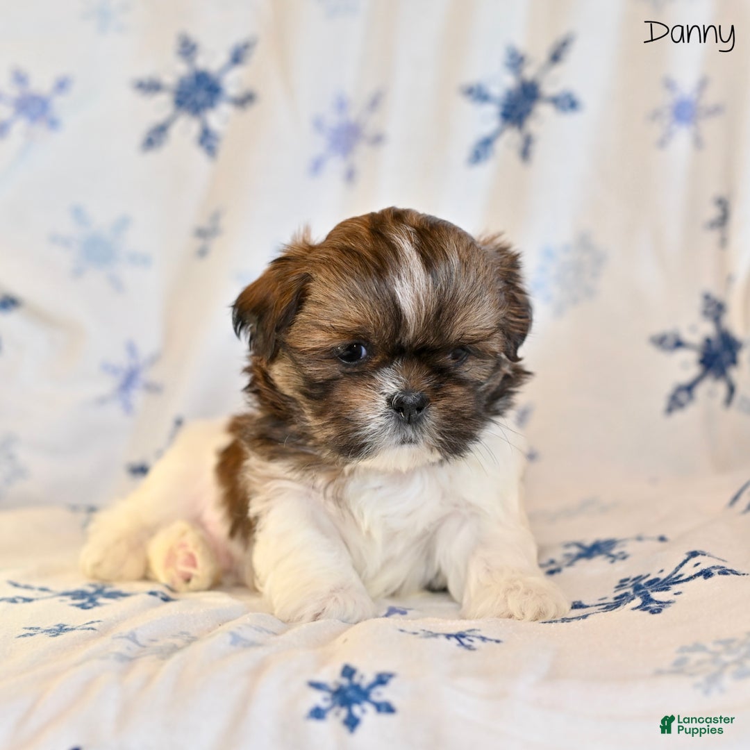 Shih Tzu dogs for sale: Danny - Ad 1